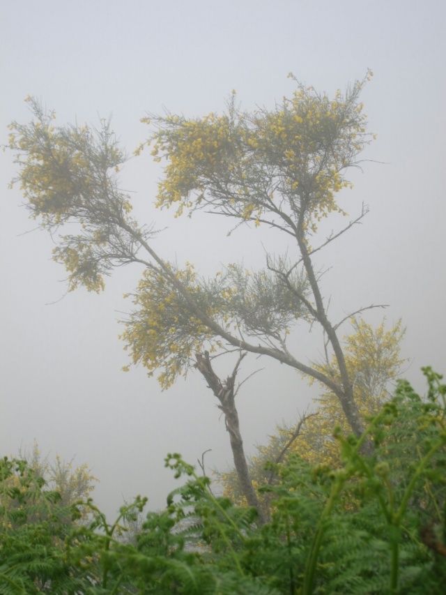 Yellow flowers and fog